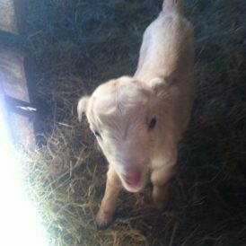 Kidding Season 2014 Image